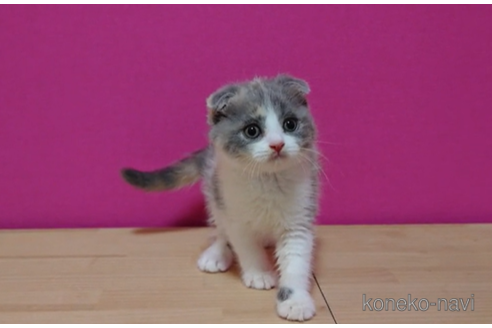 成約済の東京都のスコティッシュフォールド(折れ耳)-71499の2枚目